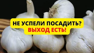 Когда сажать чеснок осенью и что делать если не успели?