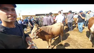 САМАРКАНД ВИЛОЯТИ КАТТА КУРГОН МОЛ БОЗОРИ НАРХЛАРИ ТЕЗ КУРИНГ 28 05 2023