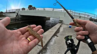 SNOOK Fishing Tiny Bridge with LIVE Shrimp