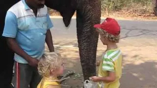 Слон в Гоа