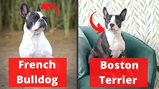 Boston Terrier vs French Bulldog | Which one would be better for you?