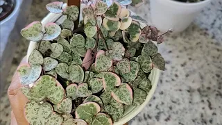 Como deixar seu coração emaranhado cheio mais atualização de echeveria decaptada