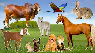 Baby farm animal moments: rabbit, horse, wolf, cat, dog, cow, parrot, goat - Wild Animals