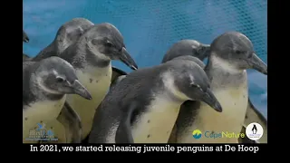 African Penguins released at the De Hoop Nature Reserve