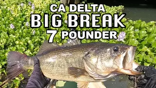 Summer Bass Fishing | CA Delta Bass Fishing