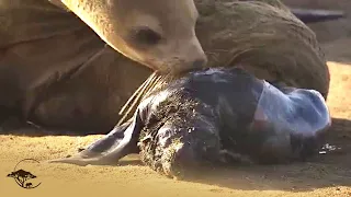 Newborn Seal Pup Attacked By Hyena