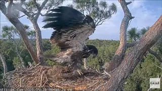 AEF-NEFL Eagle Nest Cam 5/23/2020 Romy enjoying the wind and a branch!