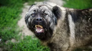 Кавказская овчарка | Охранная собака