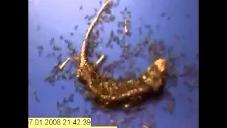 AMAZING Time lapse   whole gecko eaten by ants in just a few hours!