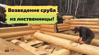 Возведение сруба из лиственницы!