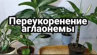 Аглаонема вытянулась/Что делать?