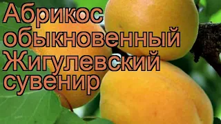 Абрикос обыкновенный Жигулевский сувенир 🌿 обзор: как сажать, саженцы абрикоса Жигулевский сувенир