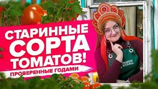 ПОДБОРКА СТАРЫХ ХОРОШИХ СОРТОВ ТОМАТОВ!