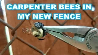 WHY I HATE BUILDING WITH WOOD ep.1----Carpenter Bees