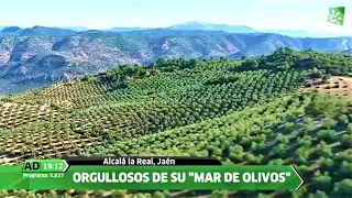 Orgullosos de su Mar de Olivos, Jaén