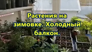 Растения на  зимовке. Холодный балкон.