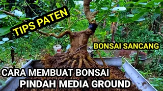 TUTORIAL CARA PROGRAM AKAR SANCANG PINDAH KE MEDIA GROUND [ PREMNA MICROPHYllA ]