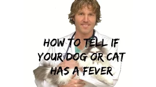 How To Tell If Your Dog or Cat Has A Fever