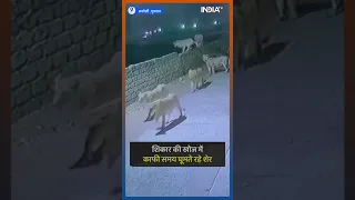 LION VIRAL : गांव में घुसा शेरों का झुंड, शिकार की खोज में काफी समय घूमते रहे शेर