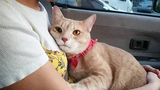 All stuff you can do with a cat is LOVING -  Cat and Owner Cute Videos