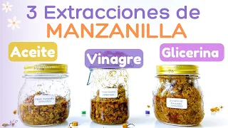 3 Extracciones de MANZANILLA para el cuidado natural 🌼 (Aceite/oleato - vinagre herbal - extracto)