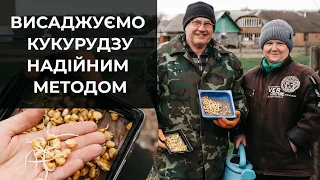 Як посадити кукурудзу. Перевірений і надійний метод