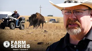 Raising Buffalo on the Front Range | Memphis Bison Ranch | MMNP Farm Series S1 E5