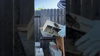 Bee package going into the hive.