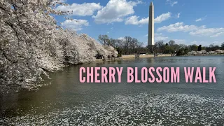 Walking around the 2024 Cherry Blossoms in Washington D.C.