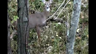 2016 Early Season Ohio Public Land Mature Doe: BowhunTV Episode 1