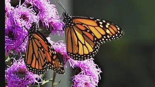 Support the butterfly migration and help them pollinate! (Part 1)