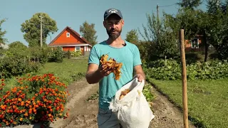 Универсальный способ заправки почвы. Урожай без подкормок.