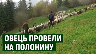 300 овець на полонину провели у селі Чорна Тиса на Закарпатті