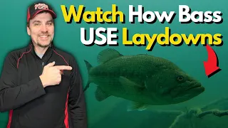 The Truth About Bass Positioning on Laydowns | Underwater Secrets