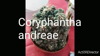 Кактус с Франции Расцвел 🌞 Coryphantha andreae blooming