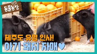 [심쿵] 제주도 별난 유명 인사 ♥아기 돼지 자매♥ I TV동물농장 (Animal Farm) | SBS Story