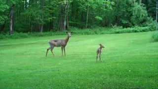 Cute Baby Deer Fawn Encounter