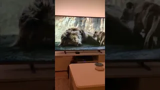 Lion King death scene .. Cat watching mufasa death scene