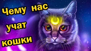 Чему нас учат кошки Открытие чакр Прочистка каналов чувств