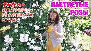 Все о ПЛЕТИСТЫХ РОЗАХ! Посадка, уход. Пример посадки. Формирование куста Клаймбера!  И лучшие сорта!