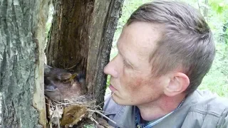 Thrush (The common blackbird) and its nesting life (Turdus merula)