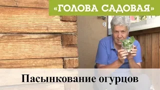 Голова садовая - Пасынкование огурцов