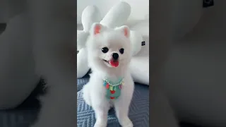 Aww Cutest Pomeranian Puppy || Pomeranian || Dog  ||#dog#pomeranianpuppy #cute#tiktok#shorts#short