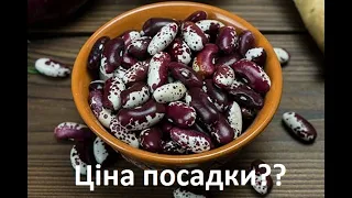 Квасоля, скільки потратив на посадку??? Мій перший бізнес!!