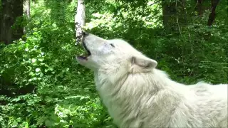 June Tunes from Atka the Wolves