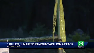 Mountain lion attacks California brothers | 1 dead, the other seriously injured