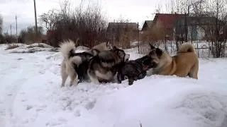мои собаки кайфуют в последнем снегу