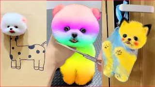 Tik Tok Chó Phốc Sóc Mini 😍 Funny and Cute Pomeranian #309