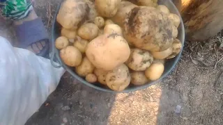 Картофель на целине Не пахая землю