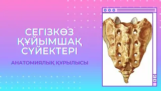 СЕГІЗКӨЗ/ ҚҰЙЫМШАҚ сүйектерінің құрылысы